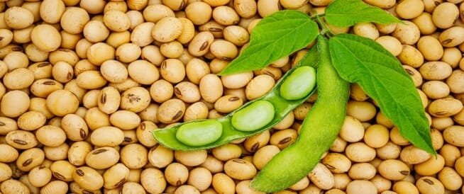 طريقة طبخ فول الصويا